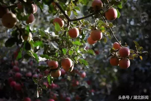 *会两**首场发布会又爆金句了：中国仍是世界经济最强劲的发动机！