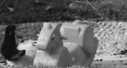 了解熊猫之前觉得它们很可爱,熊猫头被认为粗鲁