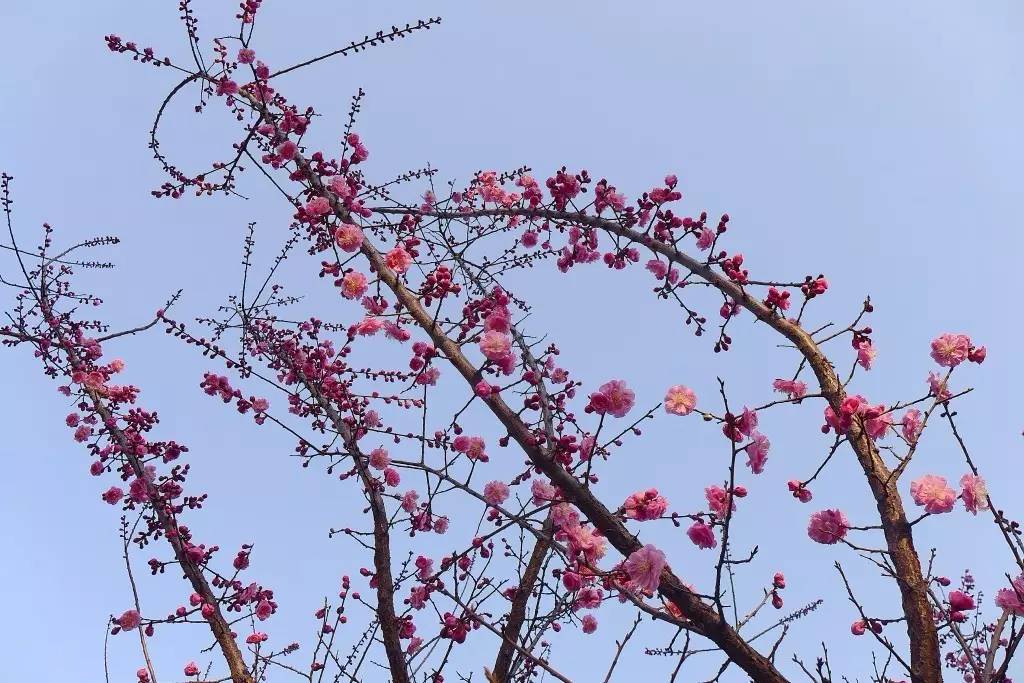 印象渭南：情寄雪梅