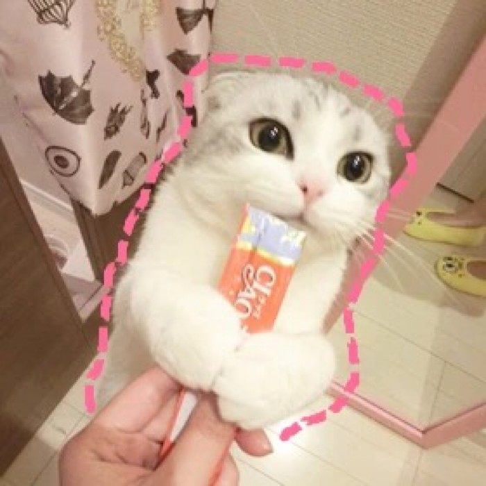 爱丽小屋的什么好用,爱丽小屋腮紫同款