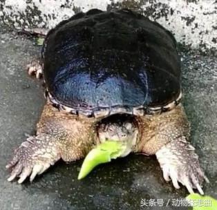 鳄龟被主人吃,喂鳄龟吃东西鳄龟害怕