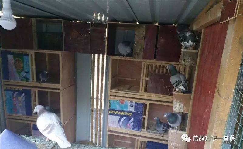 新手前期配对技巧是什么,新手前期应该怎么配队