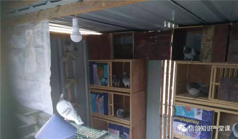 新手前期配对技巧是什么,新手前期应该怎么配队