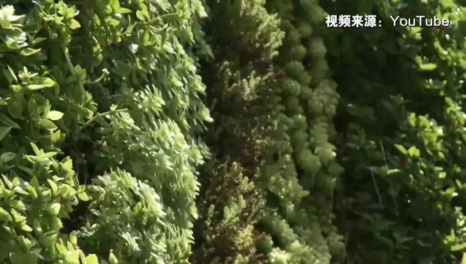 这份为了杭州的“垂直绿化”倡议书，请您查收！