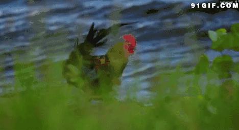 想当年，大公鸡它竟然啄了我的……！