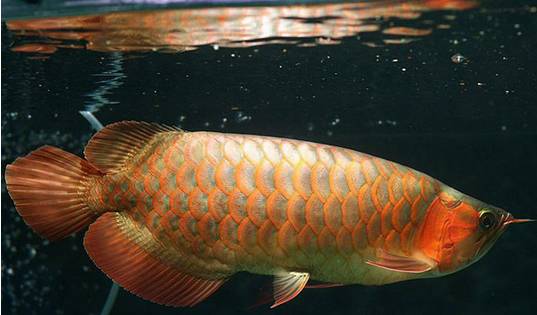 龙鱼的颜色怎么区分,蓝底龙鱼怎么辨别