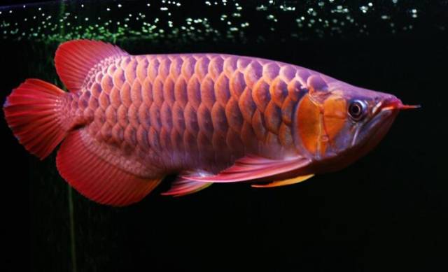 龙鱼的颜色怎么区分,蓝底龙鱼怎么辨别