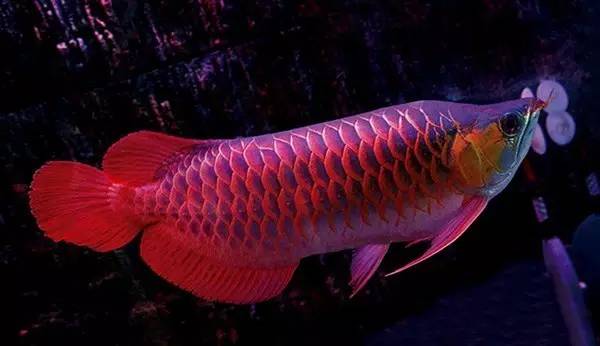 龙鱼的颜色怎么区分,蓝底龙鱼怎么辨别