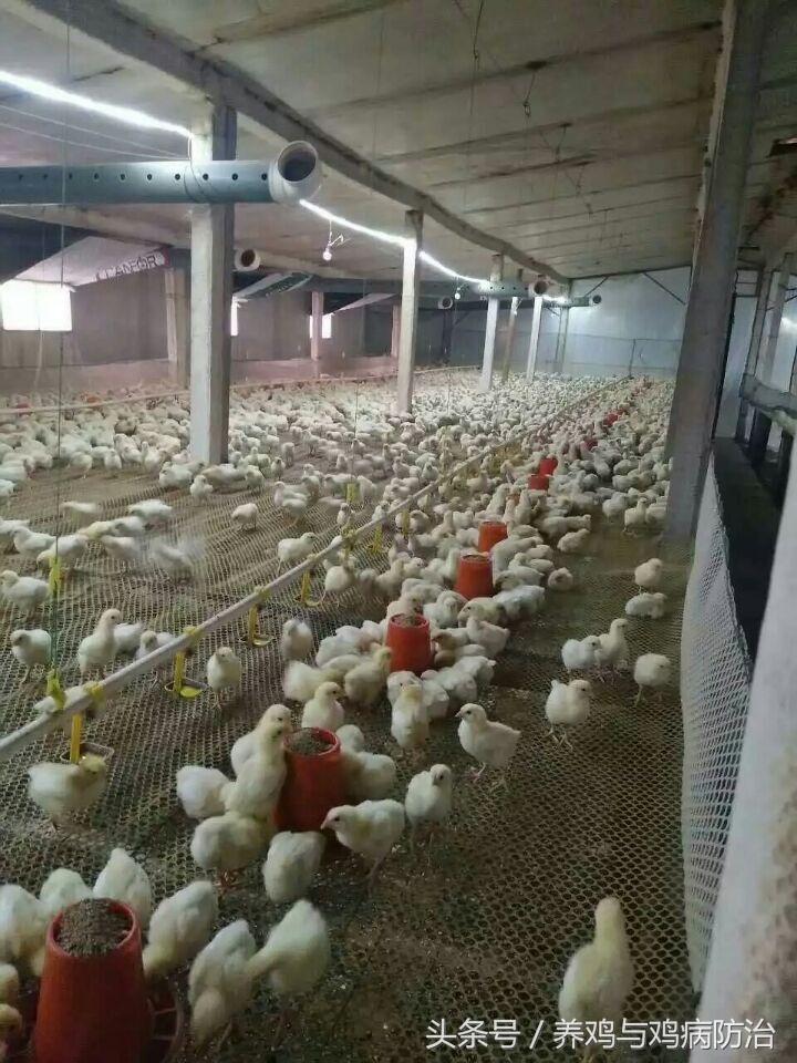 led节能鸡场专用暖光灯,鸡舍专用照明灯led