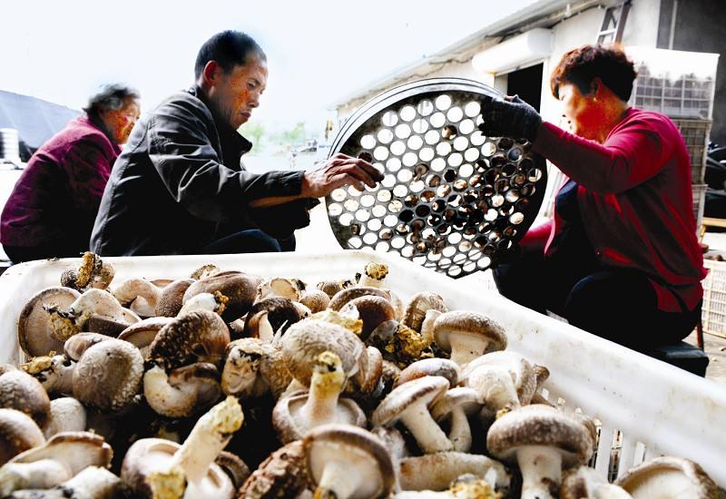 致富路上当先锋,致富路上需要带头人