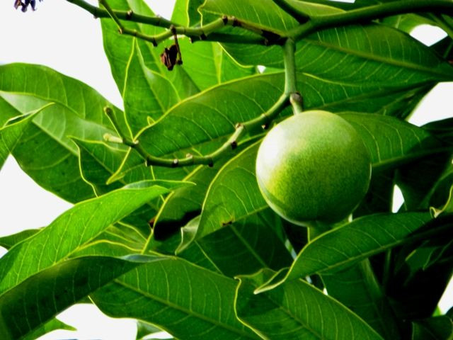 看似美味的“青芒”，不到6小时可让人一命呜呼