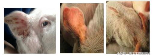 猪红皮病治疗,育肥猪皮炎是什么引起的怎么治疗