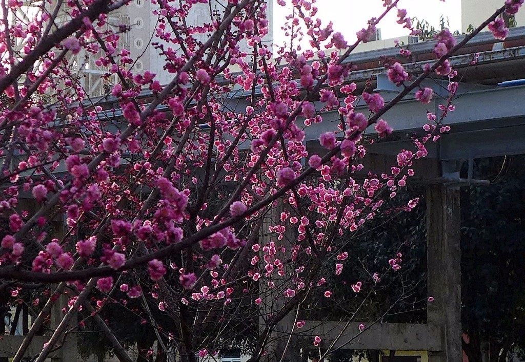 印象渭南：情寄雪梅