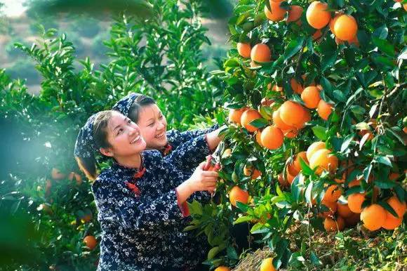 年货赣南特产有哪些,粤赣土特产