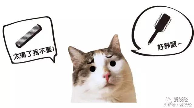 宠物除毛梳,宠物除毛神器哪个好用