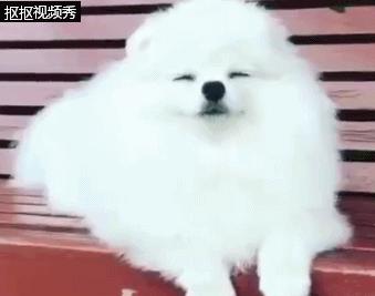 为什么博美狗老是睡觉,博美狗狗有多聪明