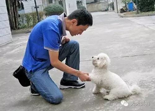 快速教狗狗训练,训好一只狗有多难