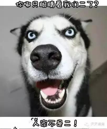 快速教狗狗训练,训好一只狗有多难