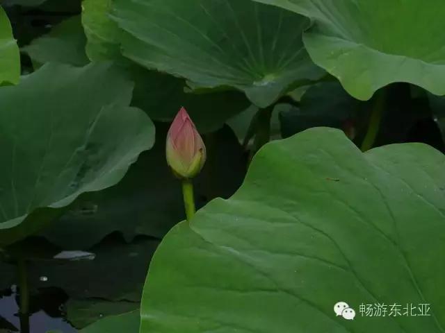 大辽源美景,大辽源视频