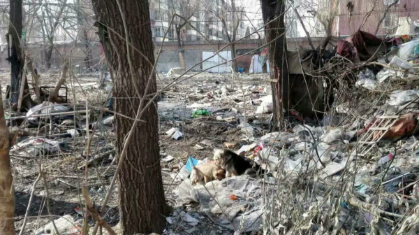 二逗的一天,二逗的快乐生活