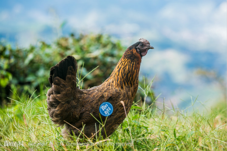 当归红枣乌鸡汤的营养价值有哪些,乌鸡汤怎样炖最好喝最有营养价值