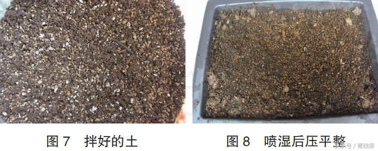 生石花土养怎么消毒,生石花上盆怎么养护