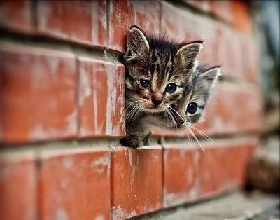 客人来了就不想走,客人来了不想走