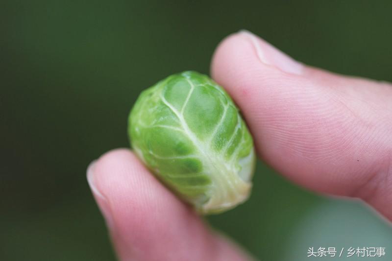 种植蔬菜卷心菜 (自家种的纯天然无公害黄花卷心菜)
