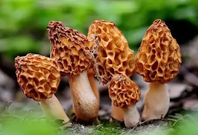 用VR看花海是种怎样的体验？这周就去免费看~