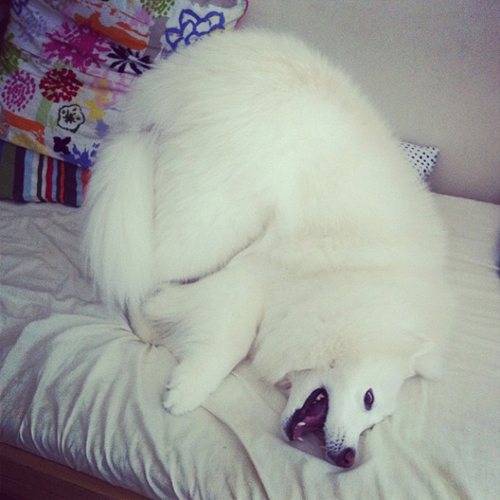 来自北国的雪衣天使，你家里有一只好抱又会自体发热的萨摩耶吗？