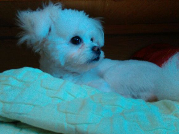 科普狗狗,全面解读狗狗的心理