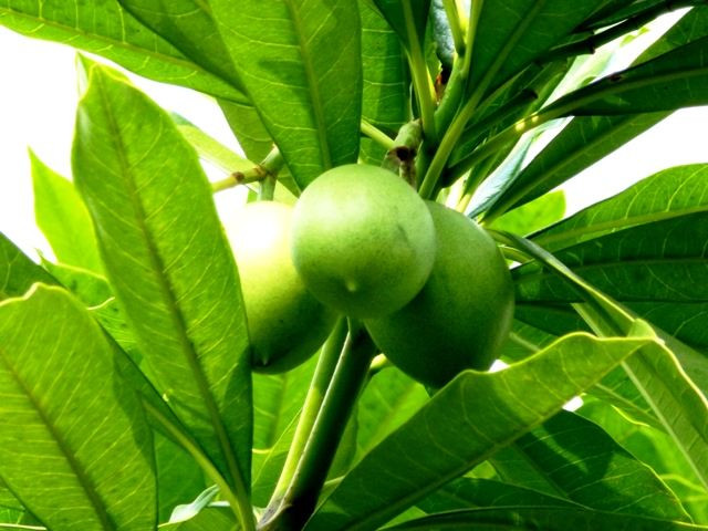 看似美味的“青芒”，不到6小时可让人一命呜呼