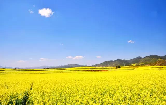 用VR看花海是种怎样的体验？这周就去免费看~