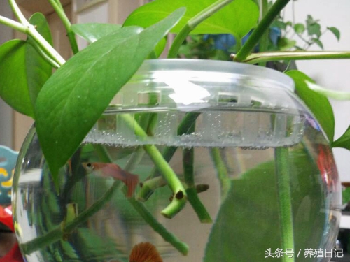 淘米水浇什么花肥好,淘米水浇花管用吗