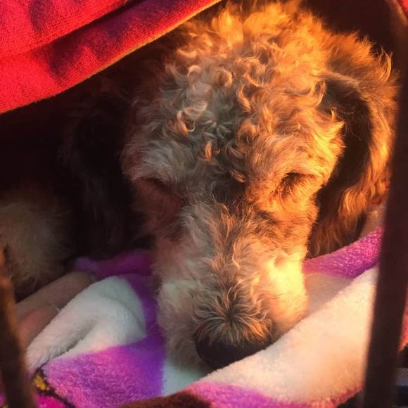 狗狗怀孕生了好多狗崽怎么处理,怀孕狗狗快生的时候肚子硬