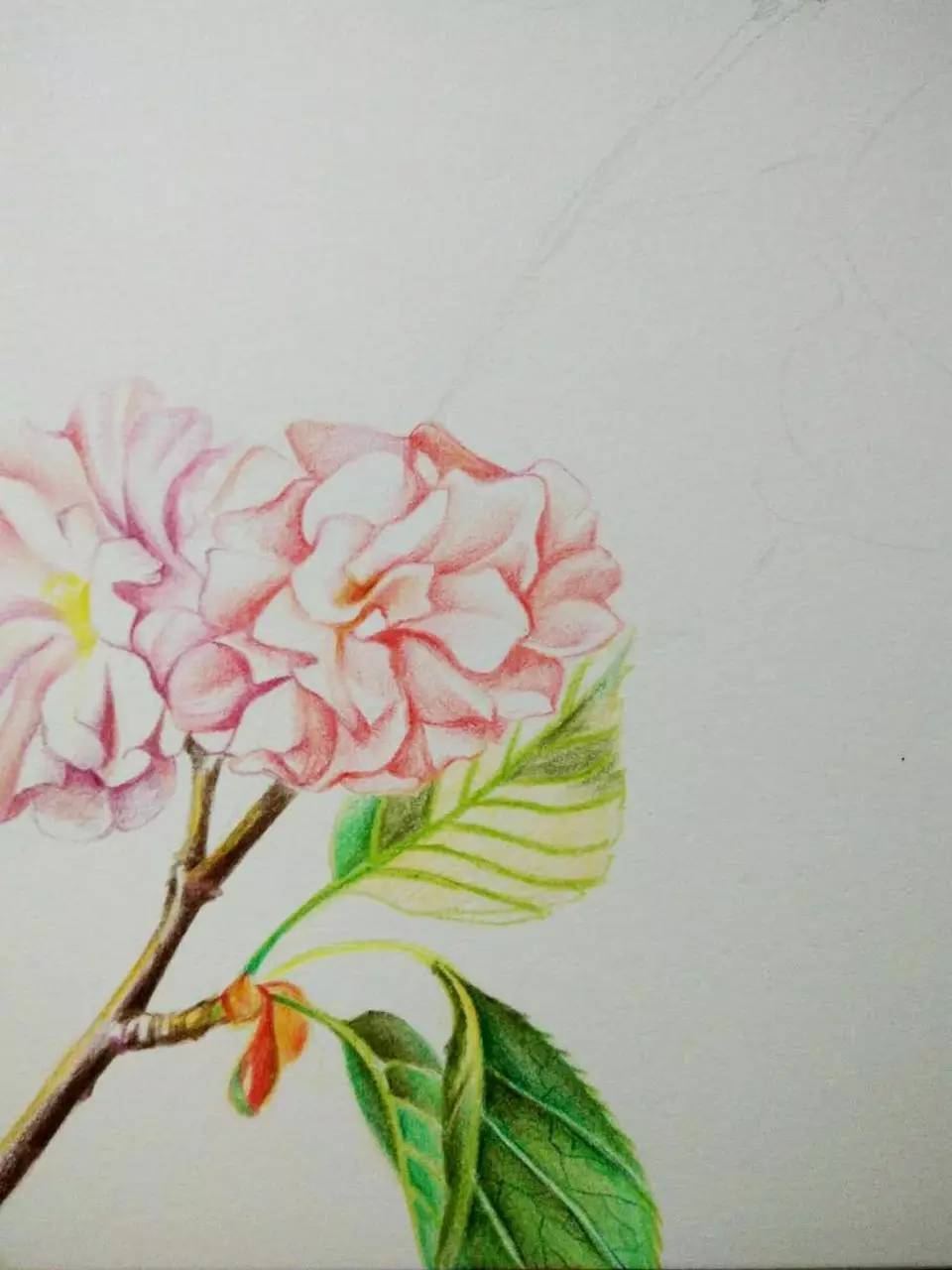 浪漫樱花分解版教程,绘画小教程动漫