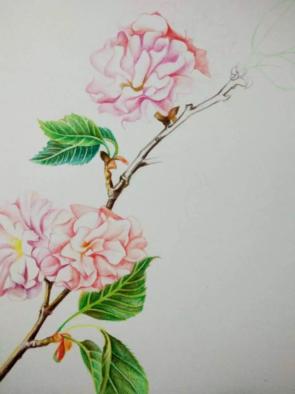 浪漫樱花分解版教程,绘画小教程动漫