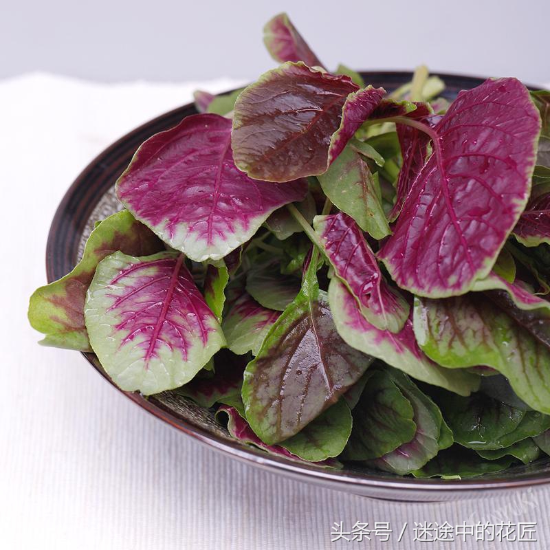 终于到了万物苏醒的春天，农家的野菜等着端上你家的餐桌（二）