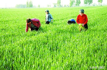 记忆中的乡村老味道,浓浓的乡土味让人回味无穷