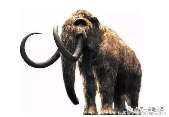 猛犸象现在真的灭绝了吗,猛犸象已灭绝为什么还有猛犸象牙