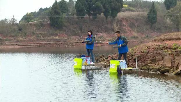 春季野钓鲫鱼红虫颗粒打窝好吗,菜籽饼打窝钓鲫鱼多长时间有效