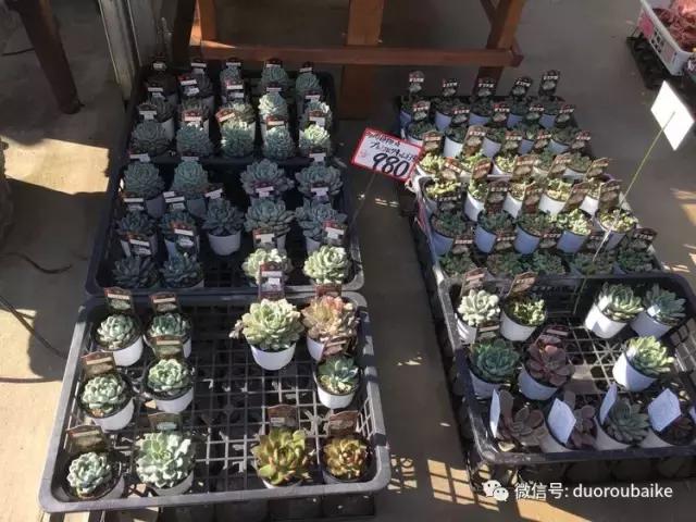 走进多肉园视频,走进日本的南瓜种植