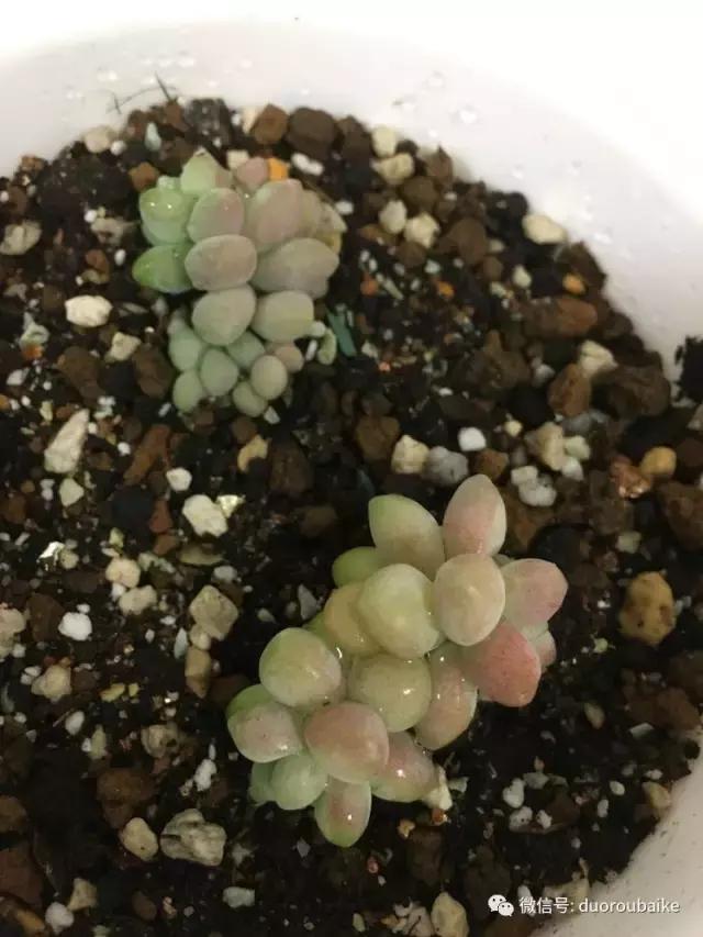 走进多肉园视频,走进日本的南瓜种植