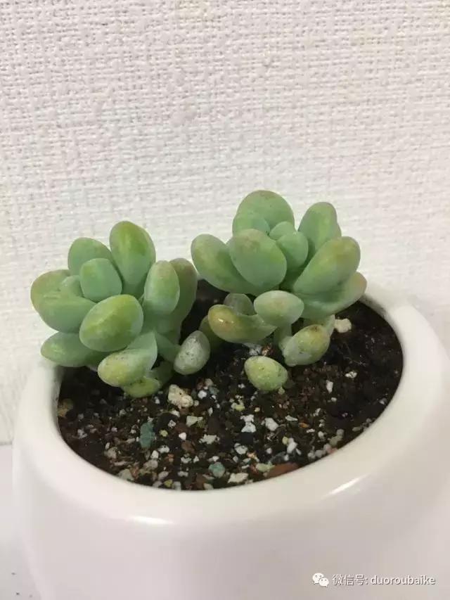 走进多肉园视频,走进日本的南瓜种植