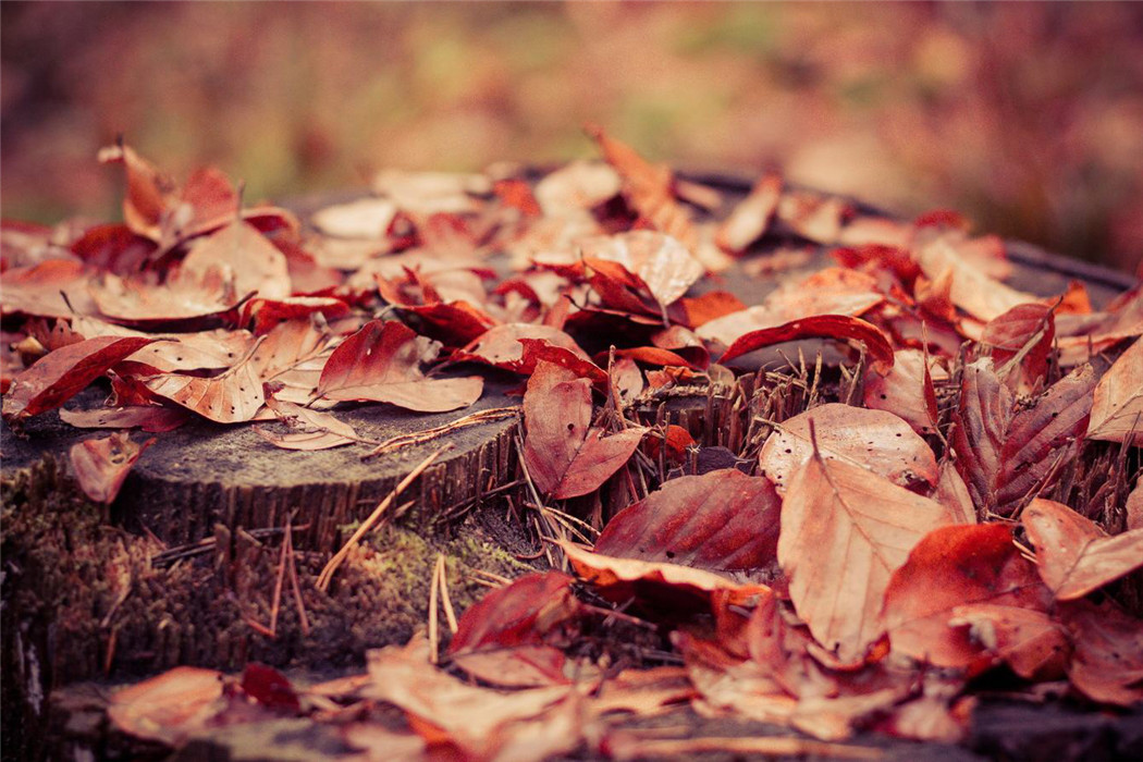 亲密爱人经典老歌分享,亲密爱人原唱百听不厌