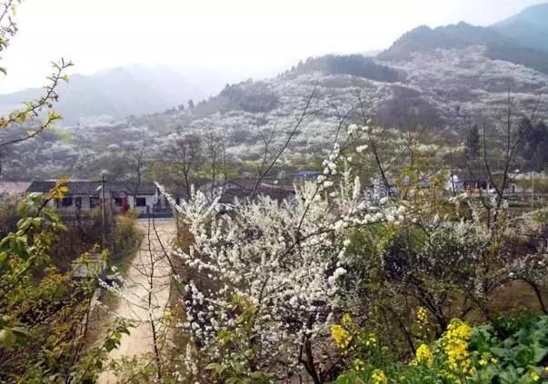 成都春季爬山踏青赏花一日游,成都周边踏青二日游自驾游