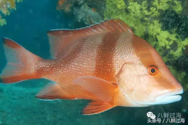 澳洲海鲜什么值得推荐,去澳大利亚可以带的食品有哪些