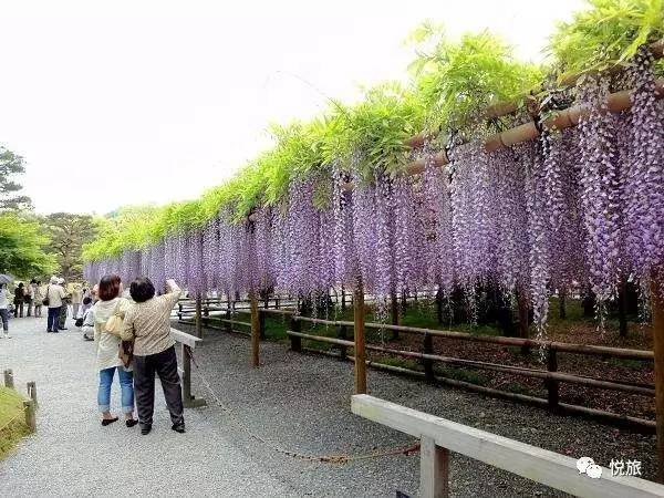 紫藤的四月美景,日本著名紫藤景点