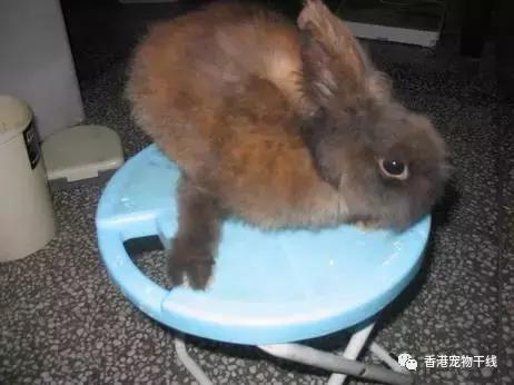 兔子养了几天不想养了,自从养了兔子就开始天天不顺