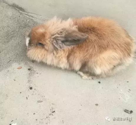 兔子养了几天不想养了,自从养了兔子就开始天天不顺